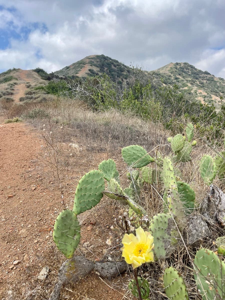 Dr. Meg hiking among cacti